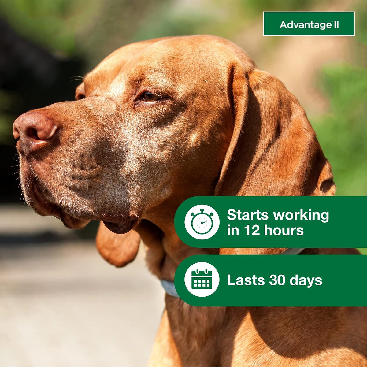 Advantage II Large Dog 21–55 lbs + Digestive Health Chews