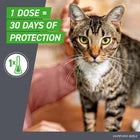 FRONTLINE Plus Flea & Tick Treatment for Cats – 6 Treatments